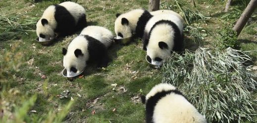 Sběratelé jsou za zabití pandy a její kožešinu ochotni zaplatit v přepočtu statisíce korun.