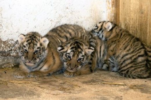 Mláďata tygra sybiřského.