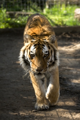 Tygří mláďata budou pojmenována podle Sybiřských řek a hor.