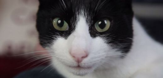 Korouc jménem Merlin je nyní novým držitelem kočičího světového rekordu ve vrnění.