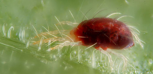 Sviluška chmelová umí vylučovat hedvábná vlákna podobně jako bourci nebo pavouci.