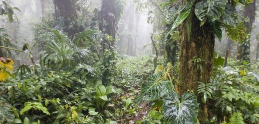 Vědci budou mimo jiné zkoumat i to, proč většina hmyzích druhů dává přednost tropickému pralesu.