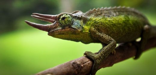 Chameleoni budou v zoparku k vidění od května do října, na snímku chameleon třírohý.