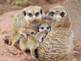 Oblíbené jsou mezi návštěvníky i surikaty.
