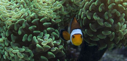 Korálový útes s rybkou známou jako Klaun očkatý.