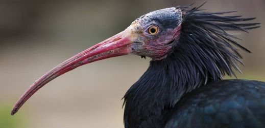 Ibis skalní patří ke kriticky ohroženým druhům.