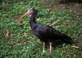 Důvod vymírání ibisů skalních není zcela známý, za jeden z hlavních důvodů se však uvádí otrava pesticidy.