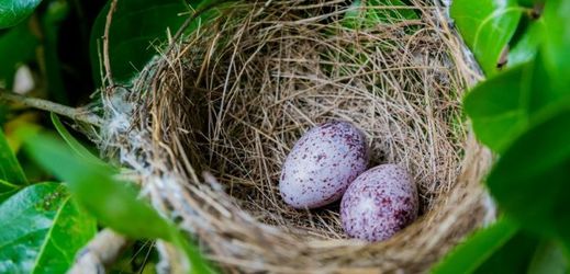Ptáci vidí více barev, než lidé, avšak u svých vajec si vystačí jen s omezenou paletou barev.