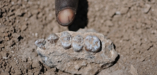 Nález spodní čelisti předka člověka na severu Etiopie.