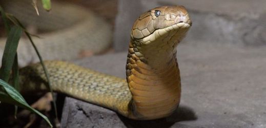 K vidění je i kobra královská patří mezi nejjedovatější a zároveň i nejdelší hady světa.