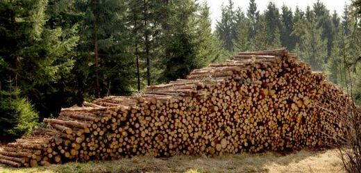 Dle prezidenta Zemana by bylo ideální obnovit papírenský a dřevařský průmysl v okolí Šumavy (ilustrační foto).