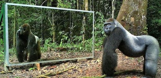 Gorila a levhart zahájili ihned útok na zrcadlo.