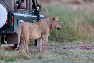 Safari v Africe (ilustrační foto).