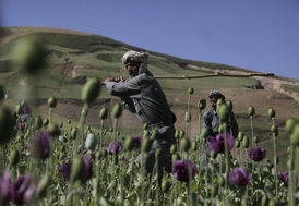 Ilegální pěstování opia v Afghánistánu.