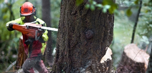 Škody na nelegálně kácených stromech dosahují několika desítek milionů korun (Iiustrační foto).