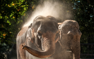 Sloni Rání a Bala v liberecké zoo.