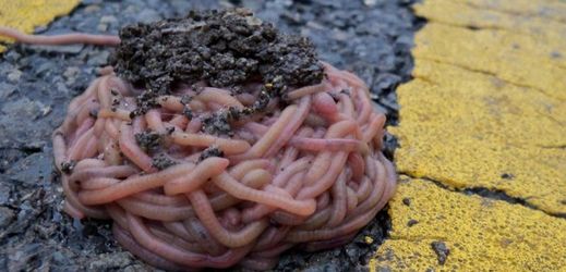 Projíždějící řidiči se domnívali, že se na silnici nacházejí špagety s omáčkou.