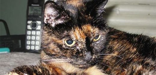 Sedmadvacetiletá kočka jménem Tiffany Two.