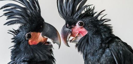 Každý z malých papoušků má podle jejich chovatelky úplně jinou povahu.