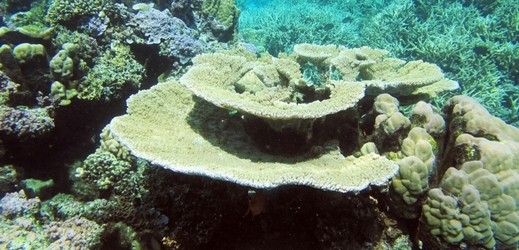 Korálový útes (ilustrační foto).