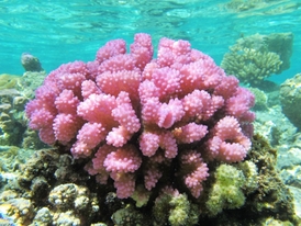 Kvůli změnám klimatu a pH oceánů se korálům v současnosti daří špatně.