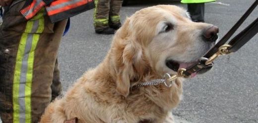 Vodicí pes Figo, který své majitelce zachránil život.