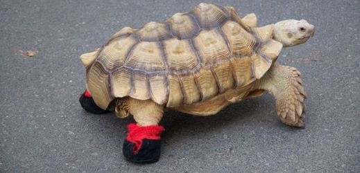 Želva jménem Bon-Chan se se svým majitelem prochází ulicemi Tokia.