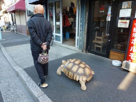 Hisao Mitani a jeho sedmdesátikilová želva budí v ulicích velkou pozornost.