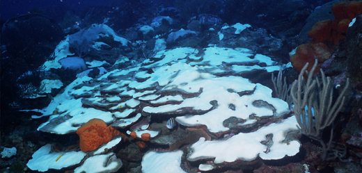 Vybledlé korálové útesy, které přišly o své symbiotické řasy.