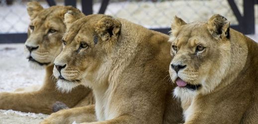 Podle ředitele zoo jde o první lví safari ve střední a východní Evropě,