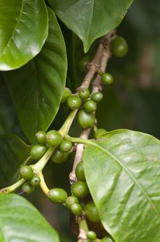 Vysoká nadmořská výška v Kolumbii zlepšuje chuť kávy.