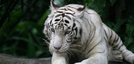 Bílý tygr (ilustrační foto).