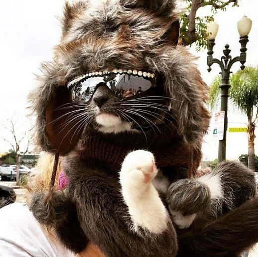 Svojí kočičce jste mohli pořídit nejrůznější módní doplňky, například sluneční brýle.