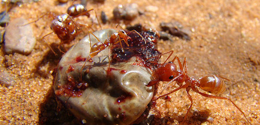 Saharští mravenci přežijí vedro, do kterého byste potřebovali skafandr.
