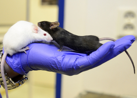 Studii vědci vypracovali na základě pozorování myší.