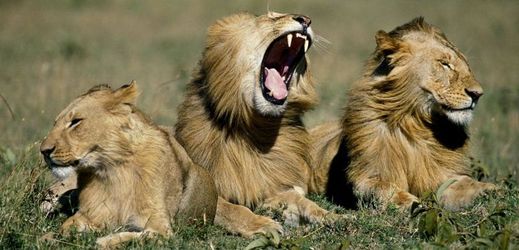 Na seznam IUCN se dostali afričtí lvi.