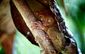 List pro domov:  Malý nártoun se probouzí ve svém domečku vytvořeném z listu. Nártouni jsou noční živočichové a žijí převážně na Filipínách. Autorkou fotografie je Bonnie Stewartová.
