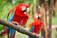 Papoušek Ara arakanga.