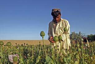 Pěstování máku na opium je velmi rozšířené v Afgánistánu.