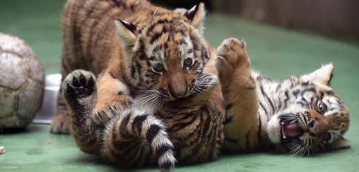 Dvojčata tygra ussurijského se nedávno narodila i v olomoucké zoo na Svatém Kopečku. 
