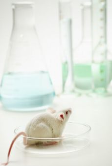 Vědci prováděli výzkum nejprve na kvasinkách a myších.