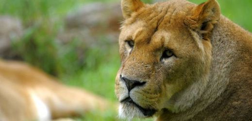 Dvorské lví safari je prvním ve střední a východní Evropě.