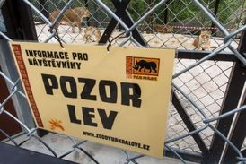 Návštěvníci lvího safari musejí dodržovat přísná pravidla.