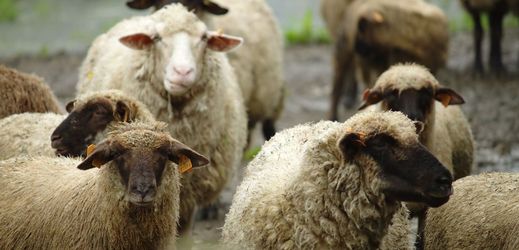 Němečtí ovčáci přicházejí o ovce 