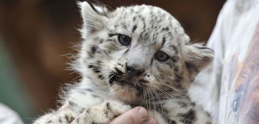 S letošním přírůstkem je to již 19. úspěšný odchov levhartů sněžných v jihlavské zoo.