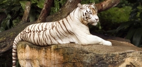 Tradiční symbol liberecké ZOO - bílý tygr - nebude hrát tento víkend prim.