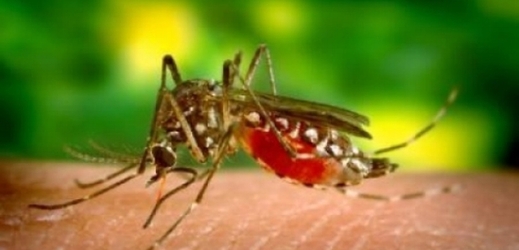 Komár Aedes aegypti.
