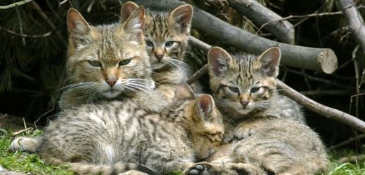 Austrálie chce do pěti let zlikvidovat dva miliony divokých koček.