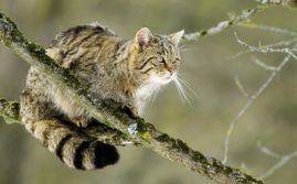 Kvůli divokým kočkám je ohrožena stovka živočišných druhů v Austrálii.
