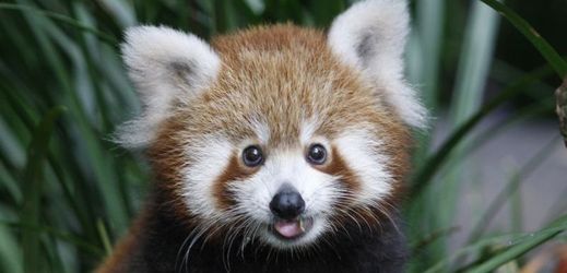 Panda červená je jediným žijícím druhem z čeledi pandovití.